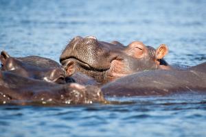 Basking Hippos